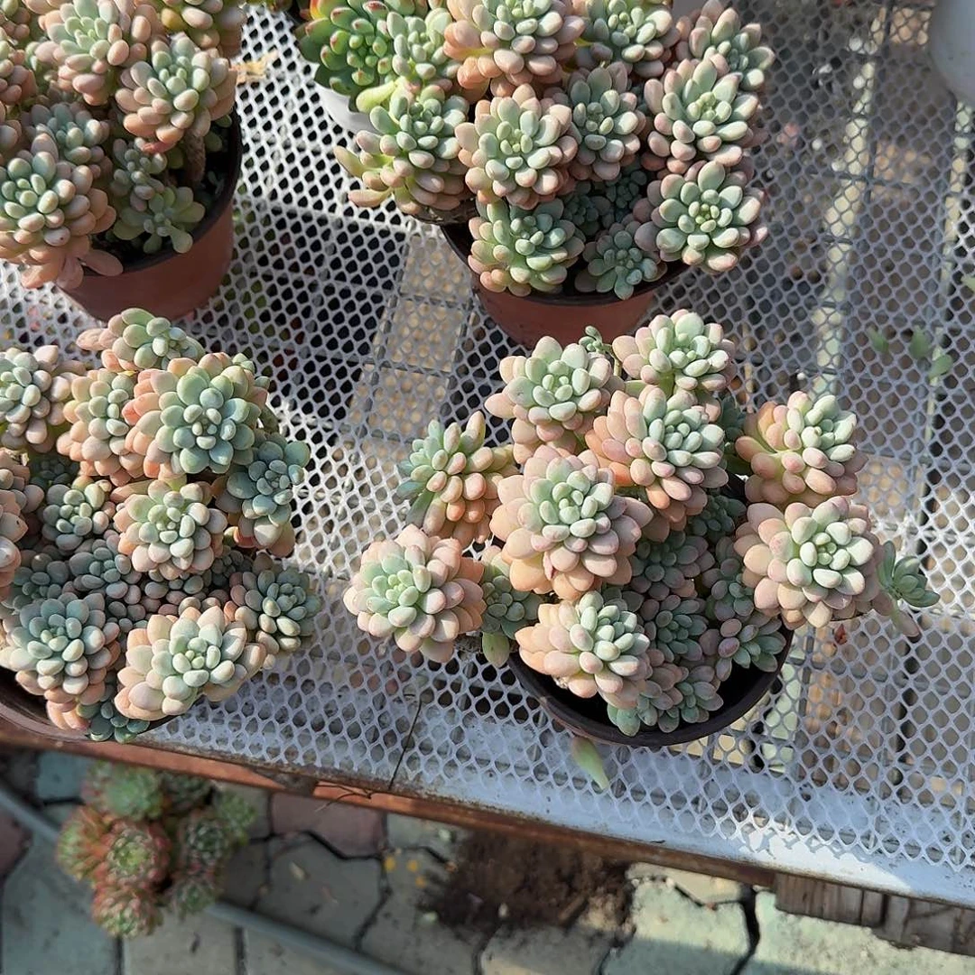 洛可可多肉植物精品