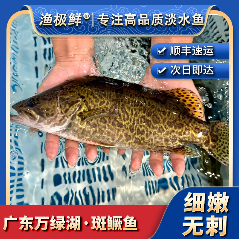 【渔极鲜】万绿湖大眼鳜-次日发-正宗斑点桂花鱼斑鳜无刺新鲜活发