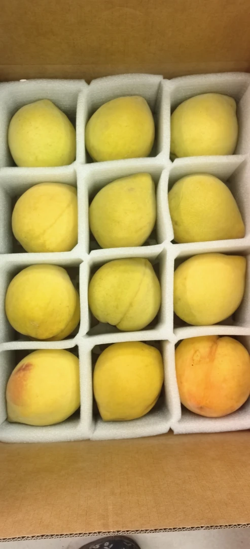 （全国包邮）中余锦绣黄桃新鲜时令水果脆甜可口10斤装