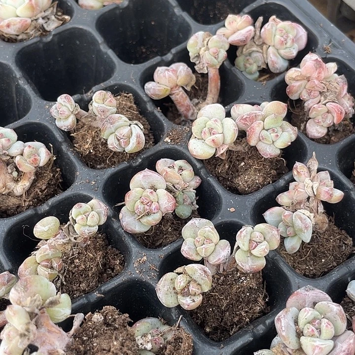 杆子星影发2颗满18包邮