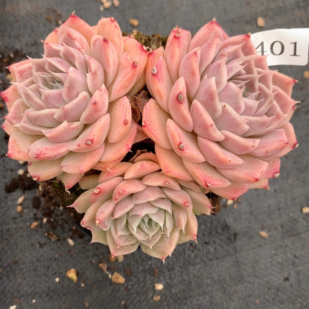 2401杂交多肉老桩