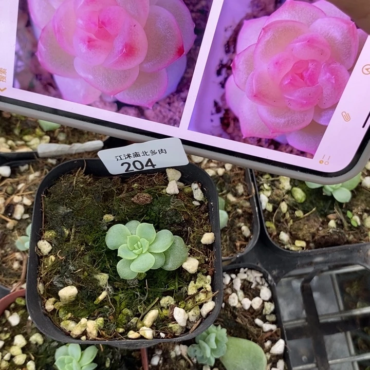 标204桃花x3一个多肉