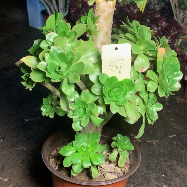 87君美丽多肉一物一拍