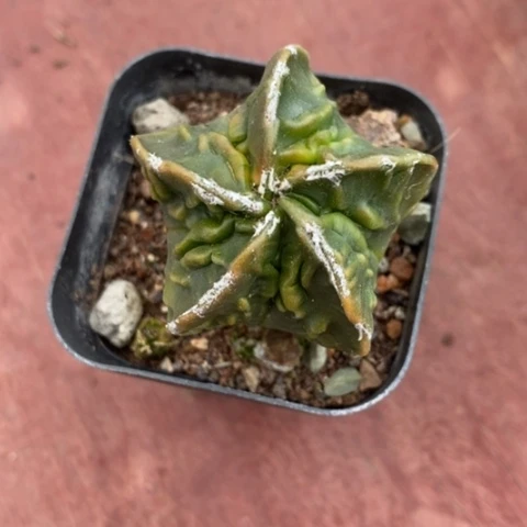 实生核桃4仙人球