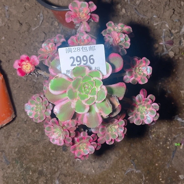 2996香奈儿多肉植物
