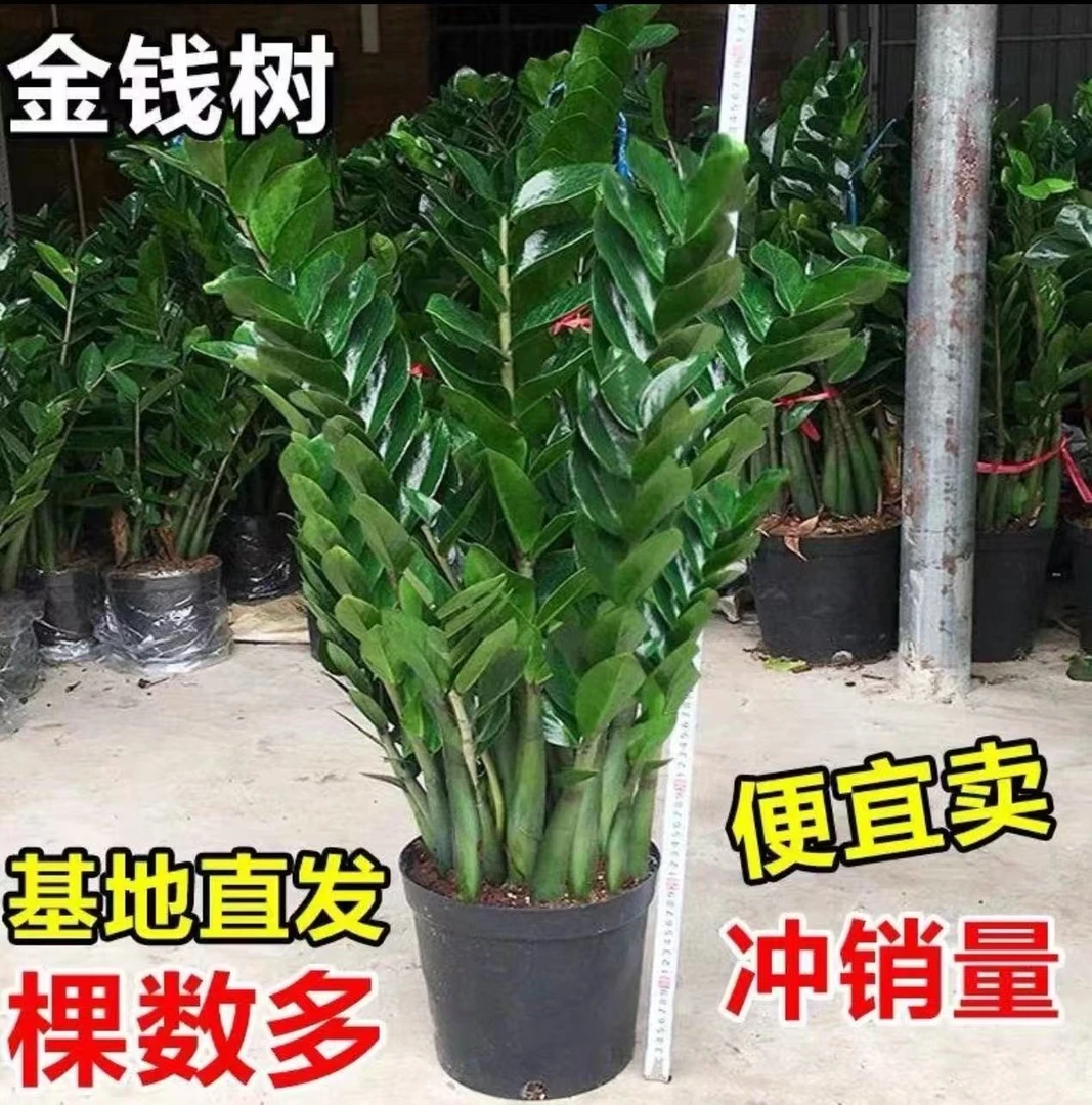 （新疆包邮）大号金钱树盆栽室内客厅办公室四季常青净化空气好养