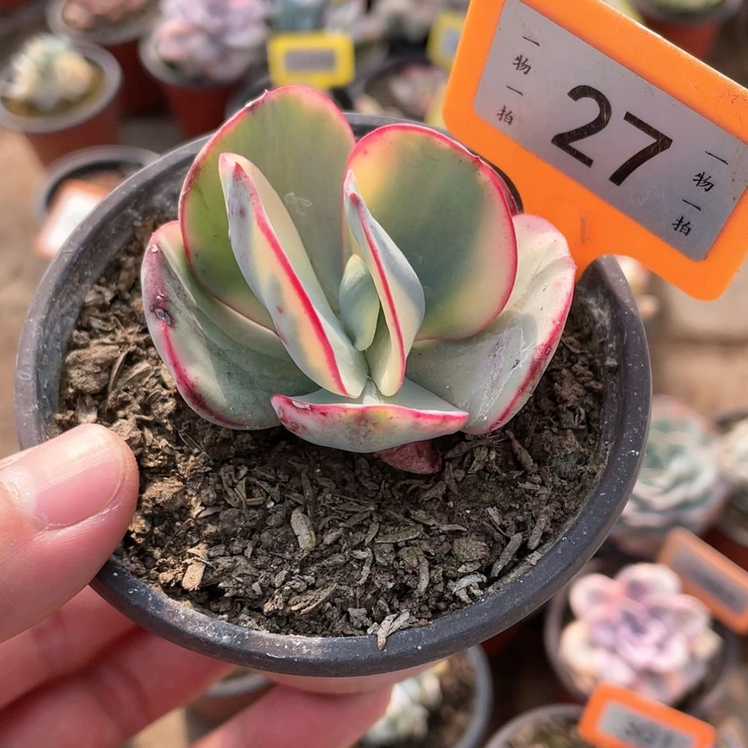【闪购商品】27号蕊蝶锦