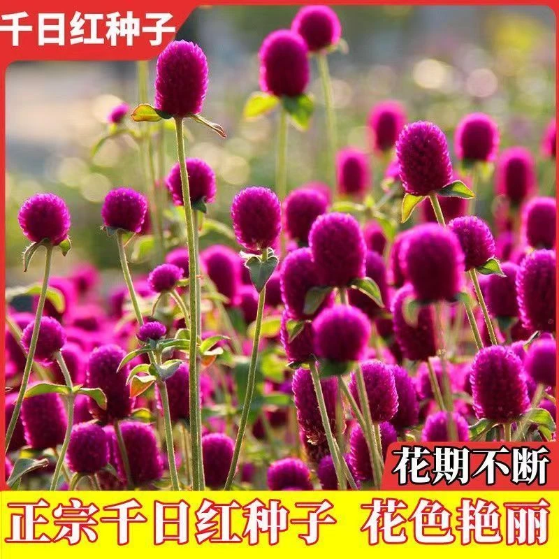 千日红千日种子花期盆栽花卉耐旱四季百日红火球庭院花草花籽种籽