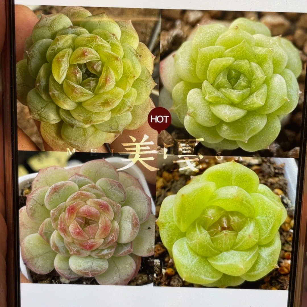 美嘎20粒，新手推荐