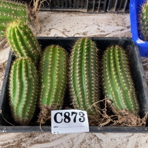 种子苗毛花柱c 873