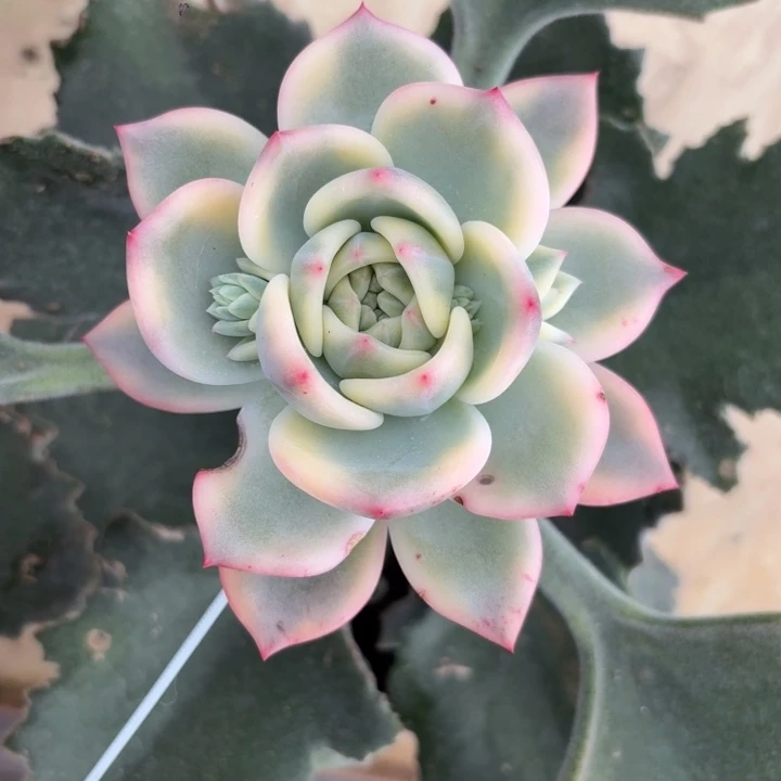 X***暗夜香槟一整颗带侧芽