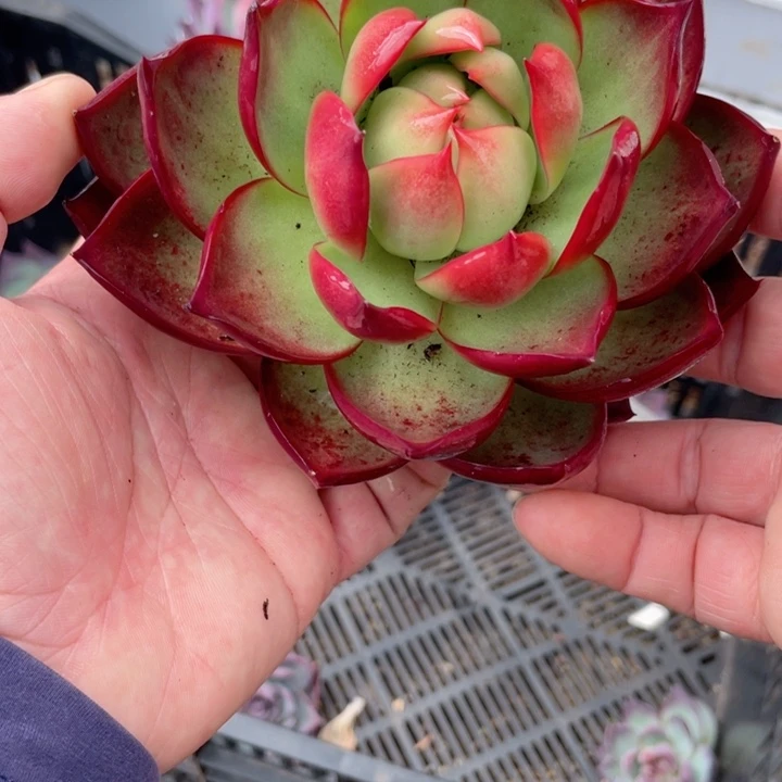 惊鸿仙子多肉植物3511