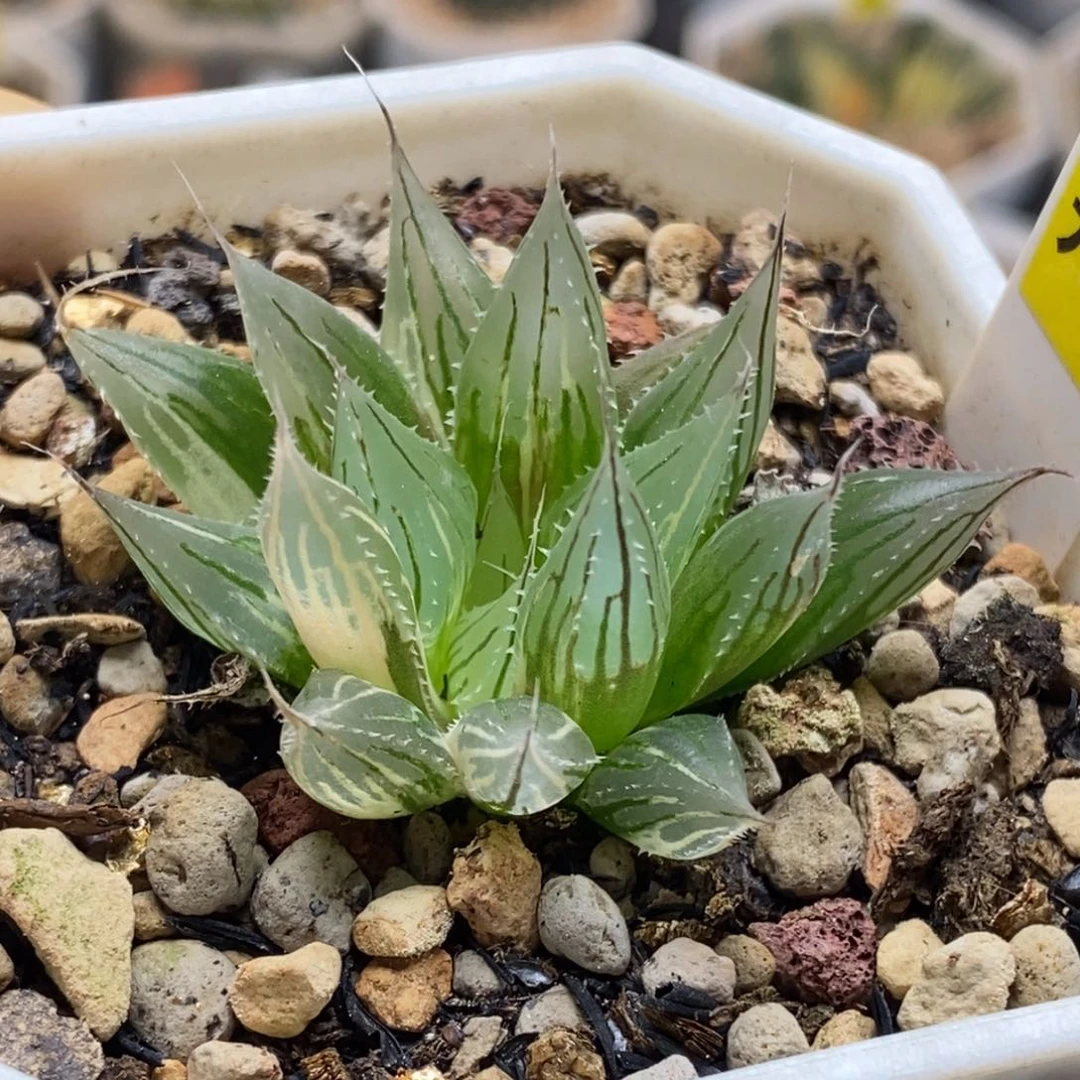 626号大卫针管玉露锦带盆