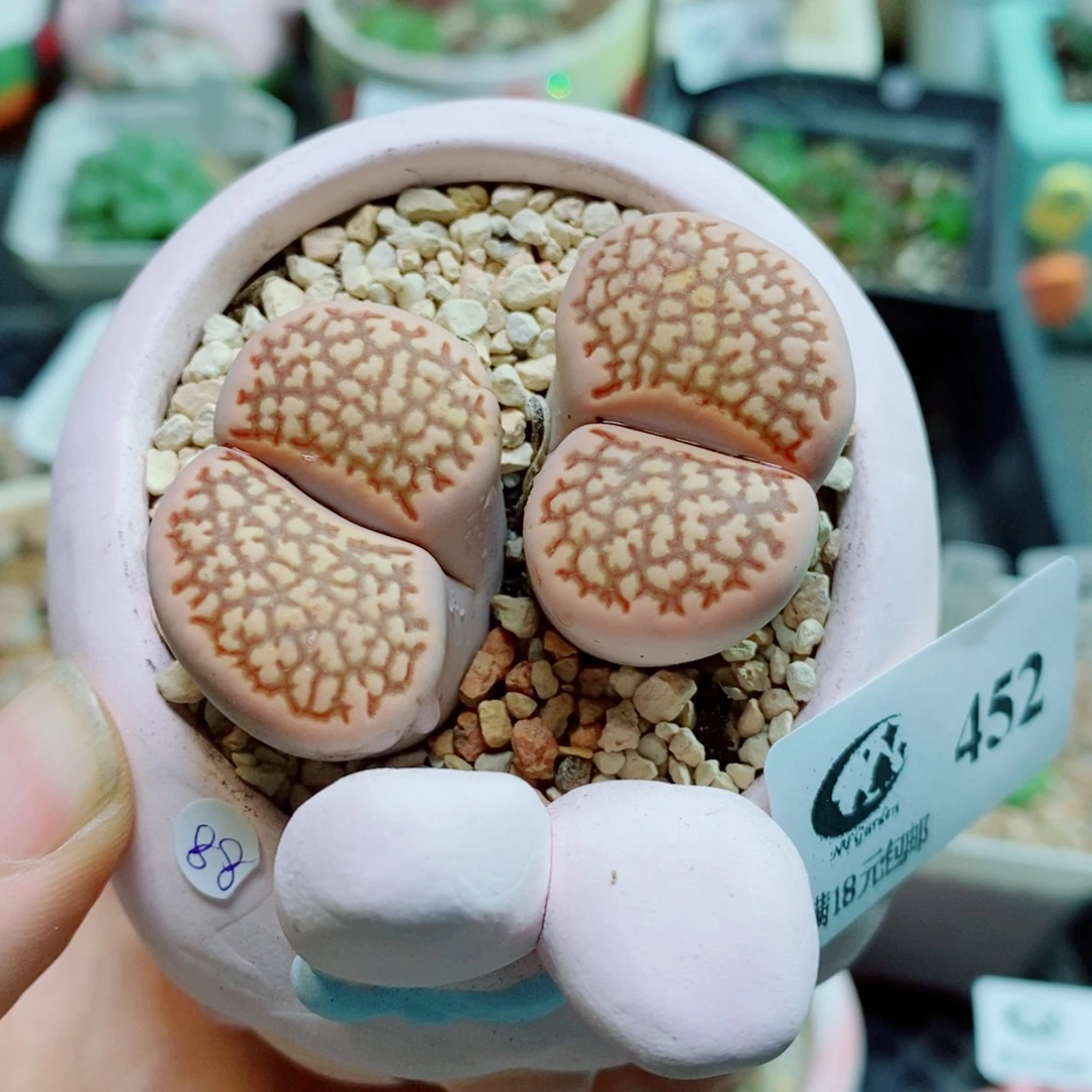 生石花花花花花花花452