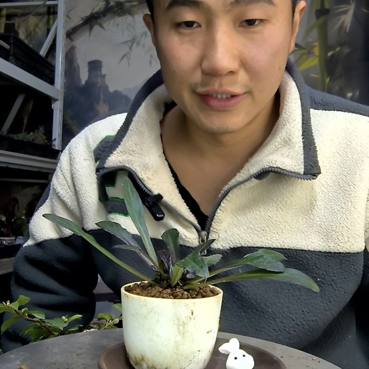 i***m中青园艺一物一拍花288