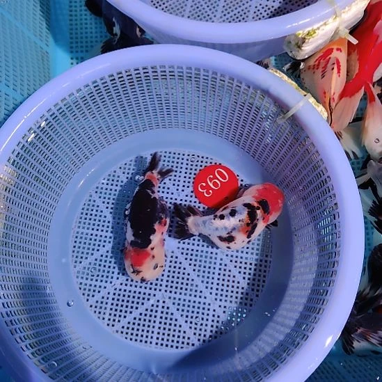 金鱼093兰寿两只特价顺丰包邮