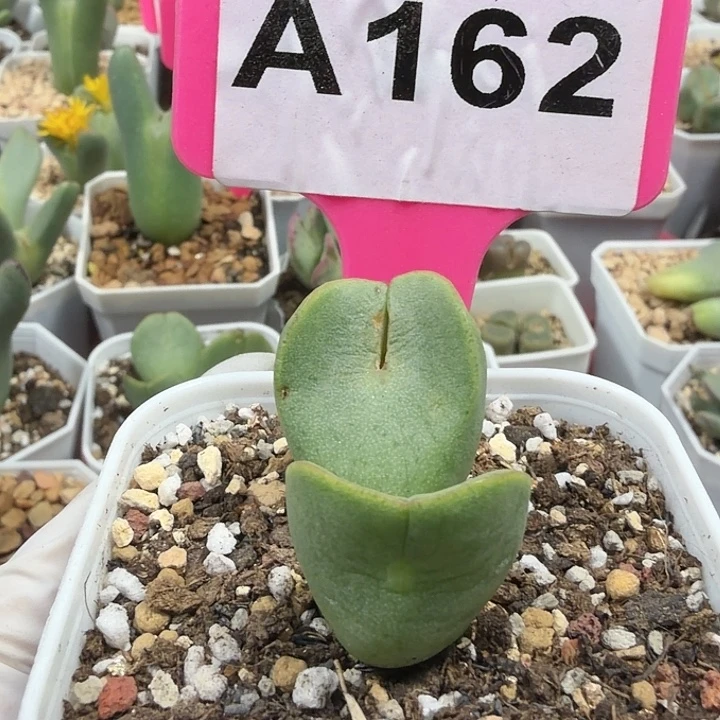 心***手162mnnnnnjhhhjjjjjjj