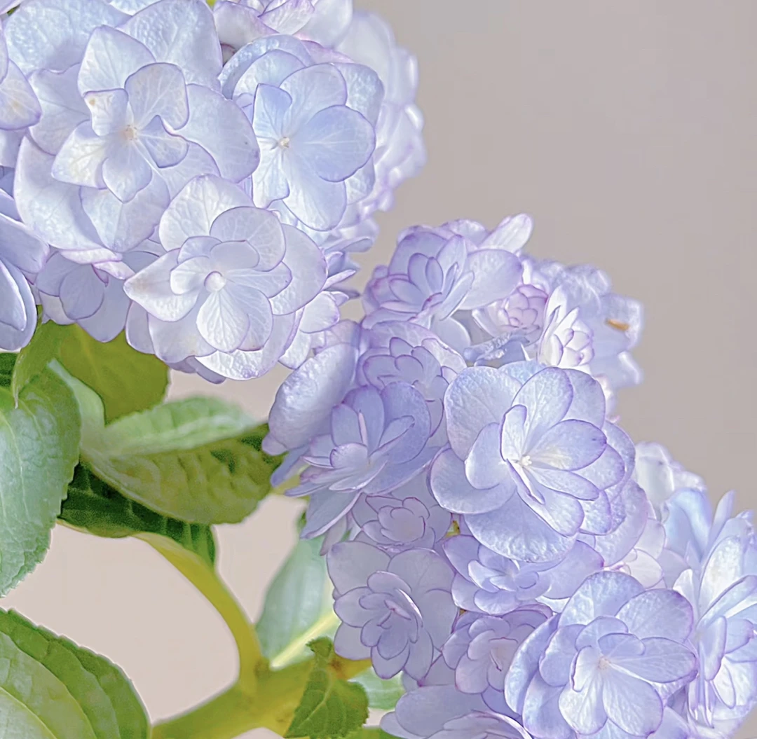 惠子小姐绣球 -（任意两单包邮，一单需要补运费）