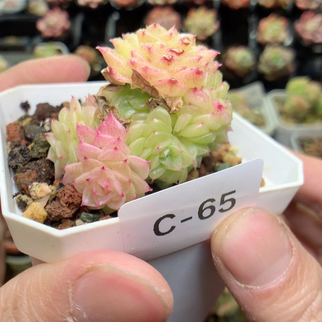 C65y y y y y t t t g ty y