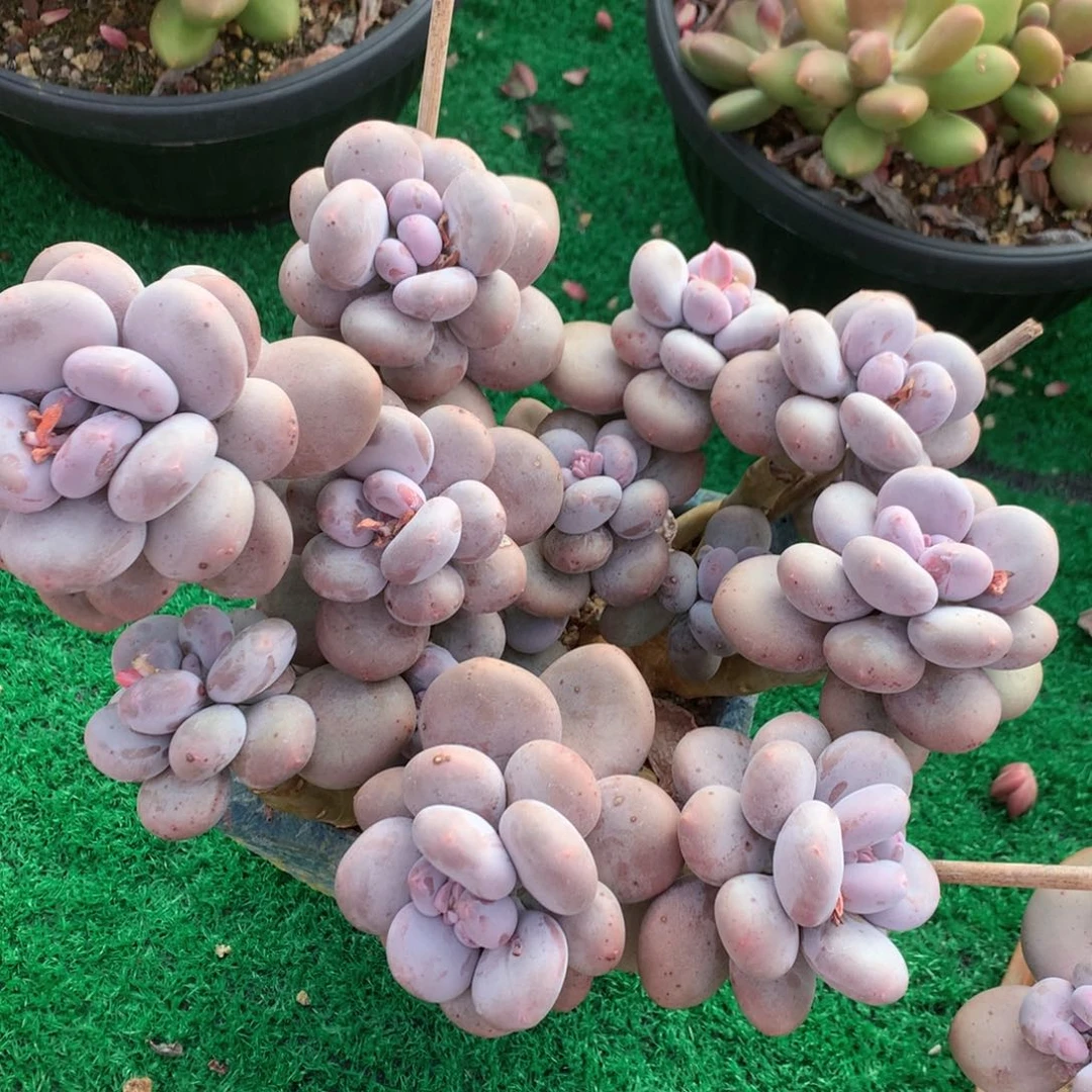 大叶奶酪一物一拍