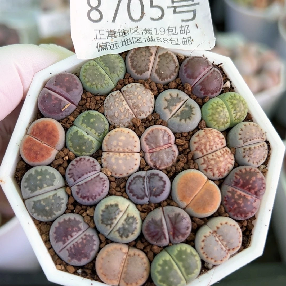 8705三年彩饼干24颗1.3cm左右