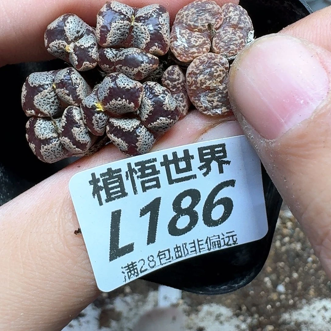 多肉植物的润泽地v