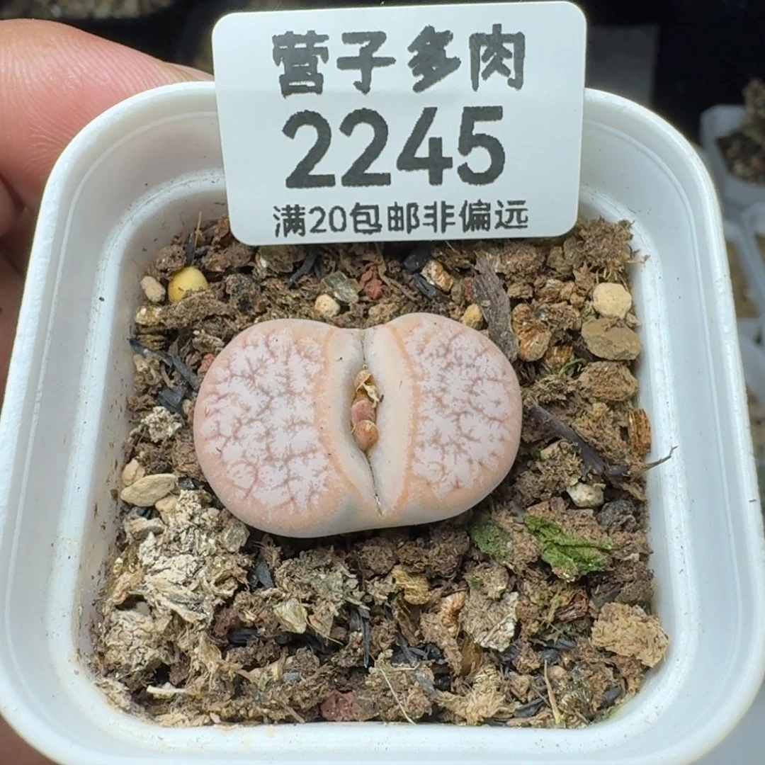 拿铁带盆土。