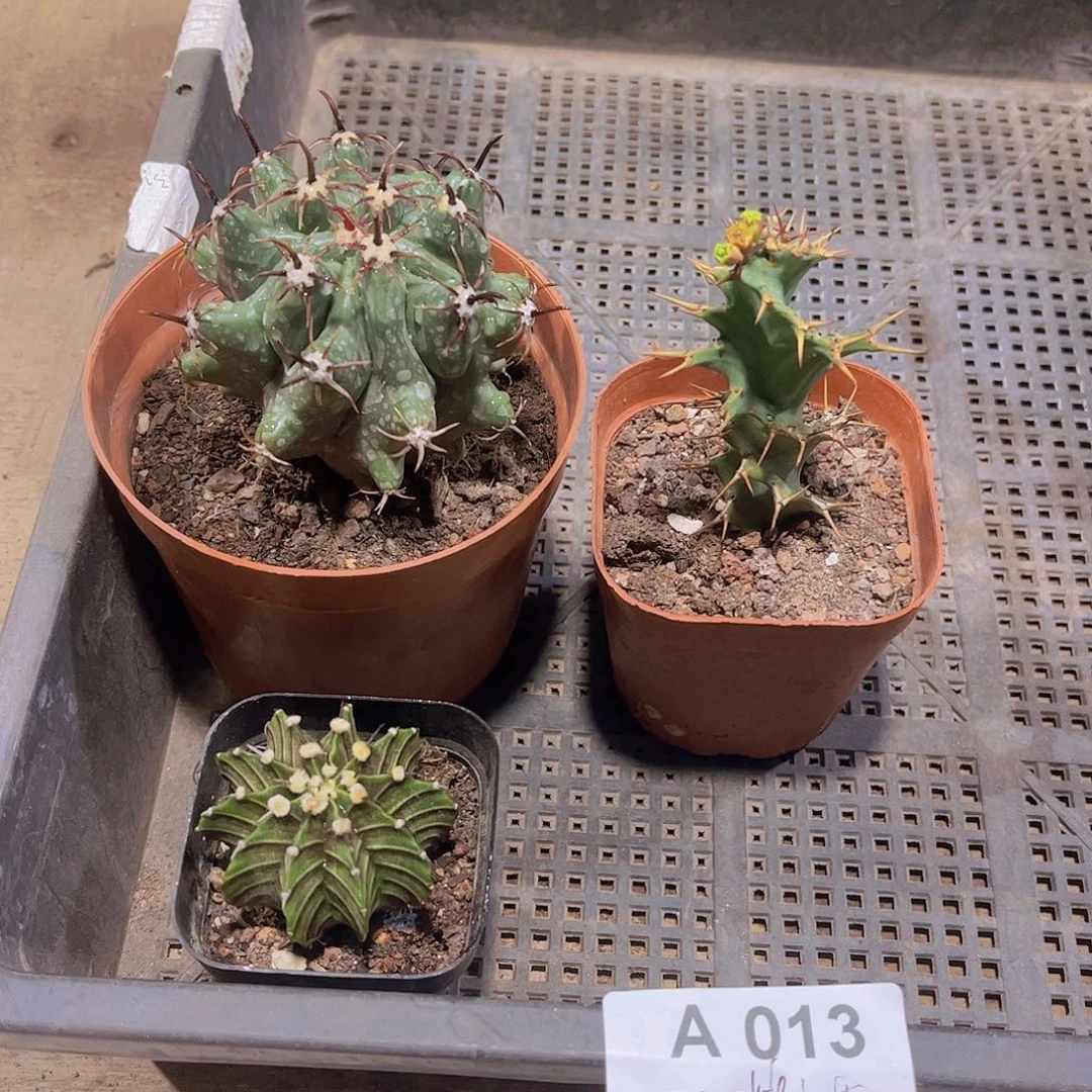多肉013多肉植物