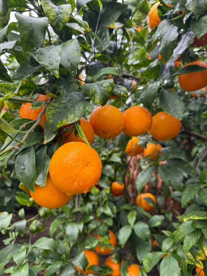 顺丰包邮新鲜（现摘现发）云南高原晚熟沃柑