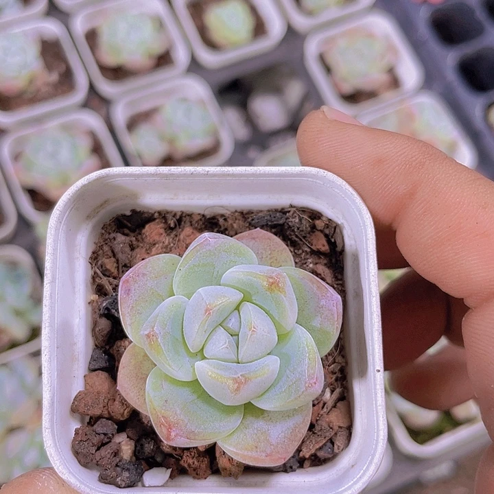 单头冰玉【满10颗包邮】