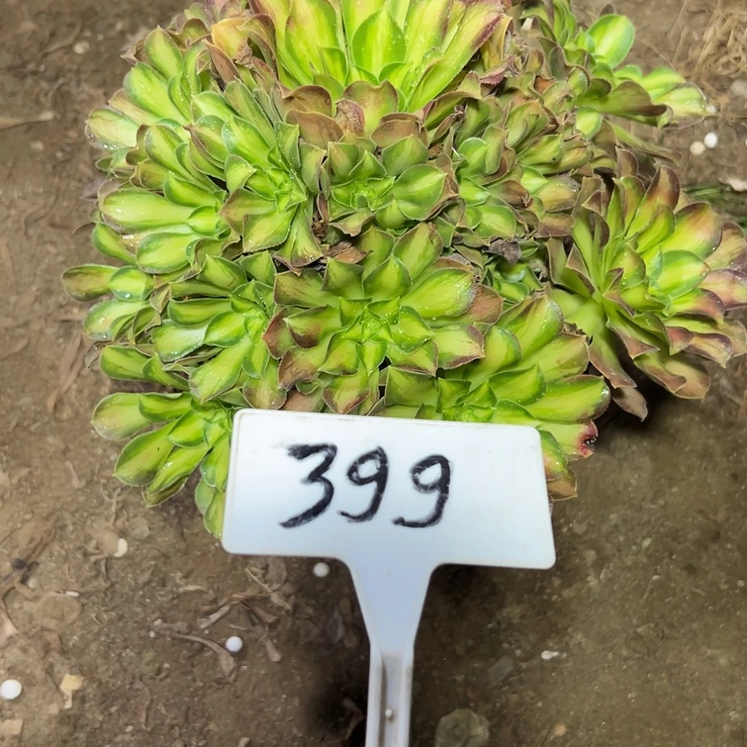 多肉植物绍花法师399