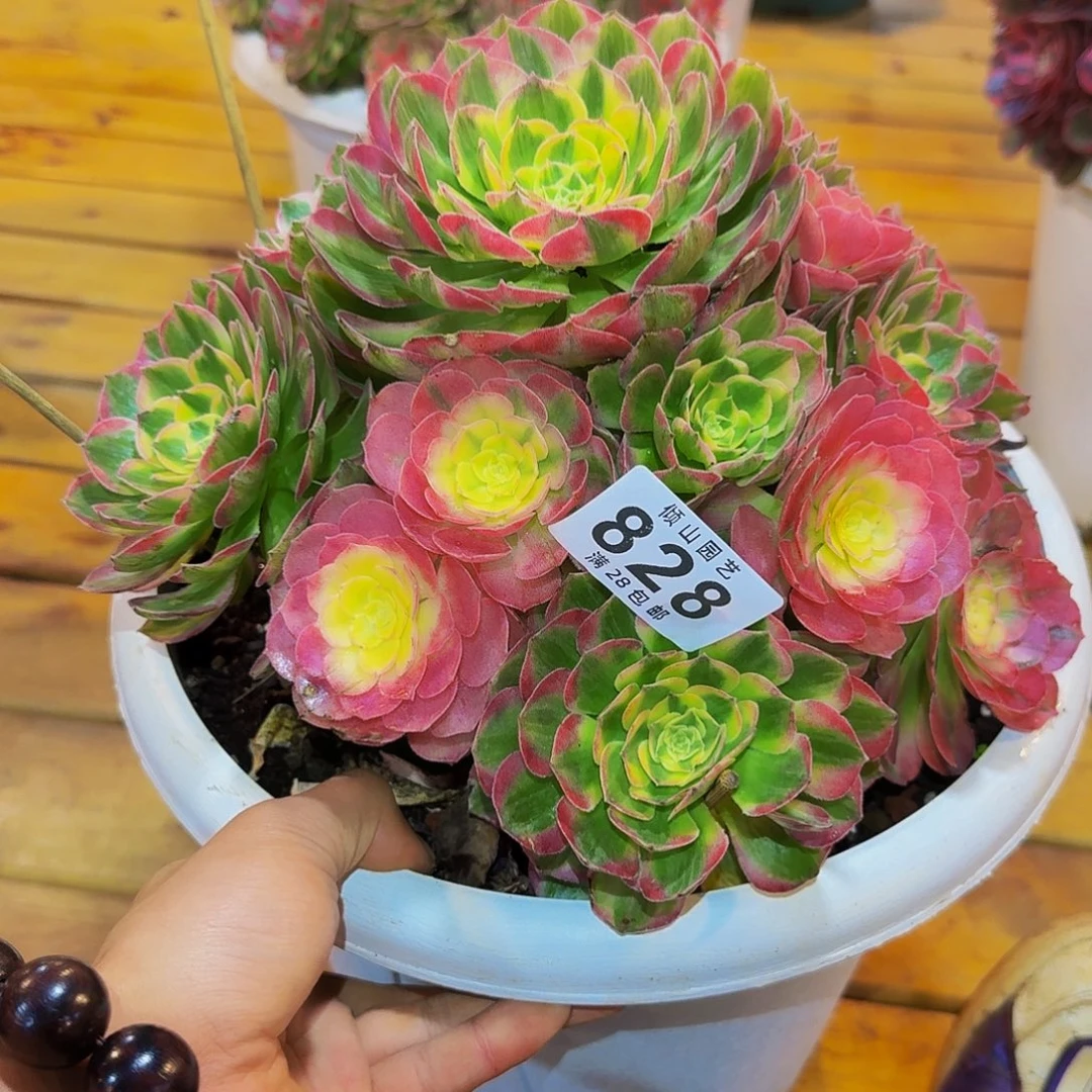 碧***天828号多肉植物海仙