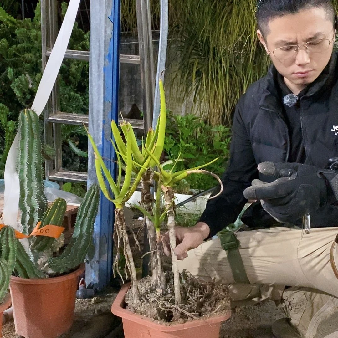 30号拍品。         整盆