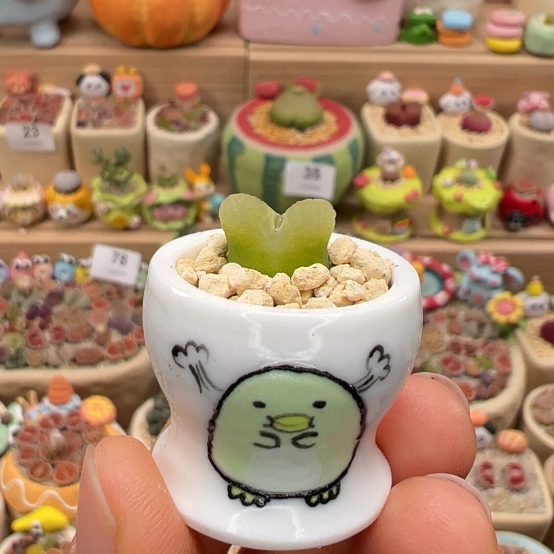 多肉植物112号拇指盆