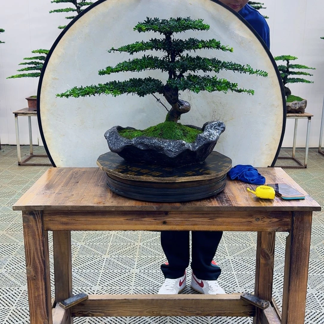 无花朵珍珠罗汉松造型盆景
