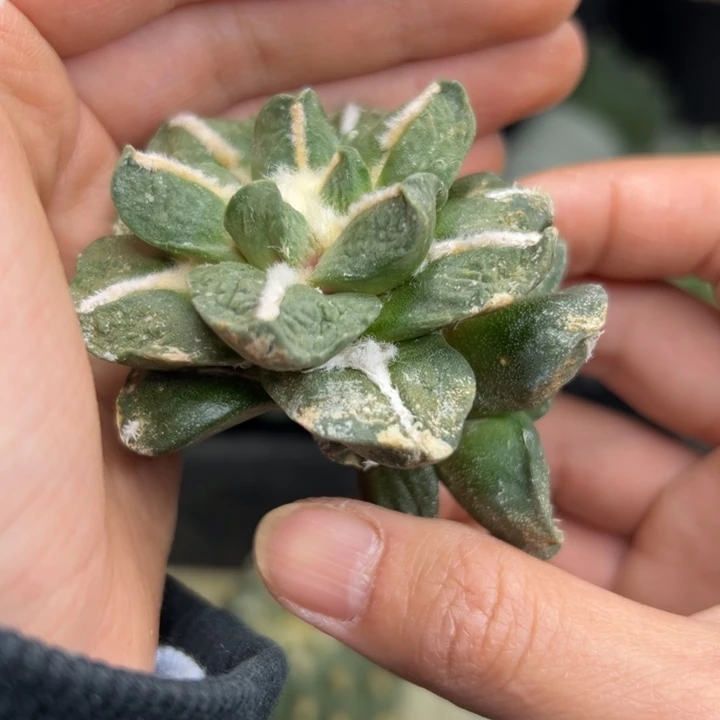 665 无根 仙人球的故事是什么