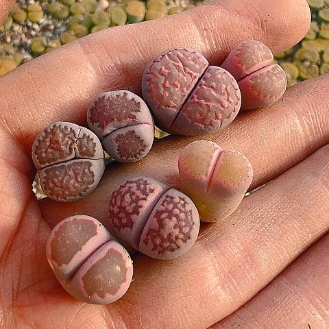 【闪购商品】25615