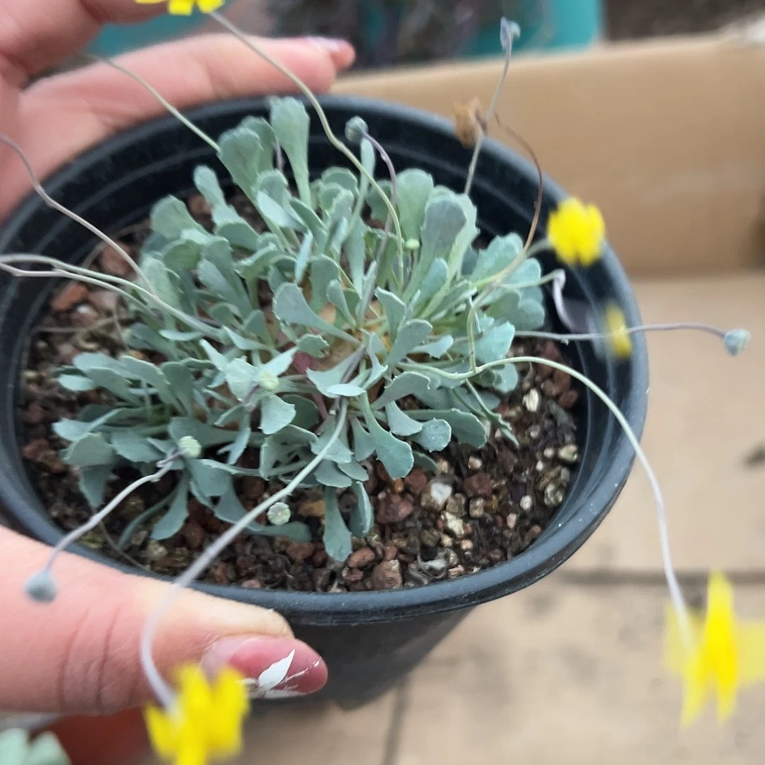 多肉植物格加厚敦菊