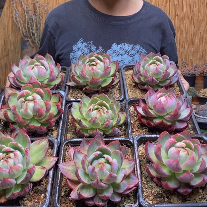 惊鸿仙子多肉植物多肉