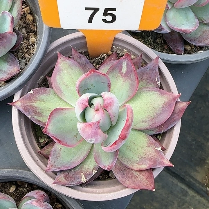 75 惊鸿仙子多肉植物6-9cm