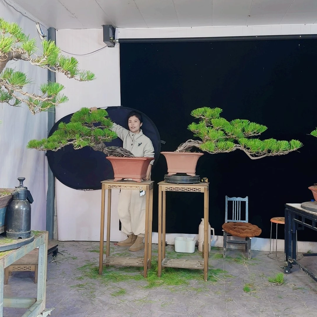 恩***林无花朵黑松盆景直播间