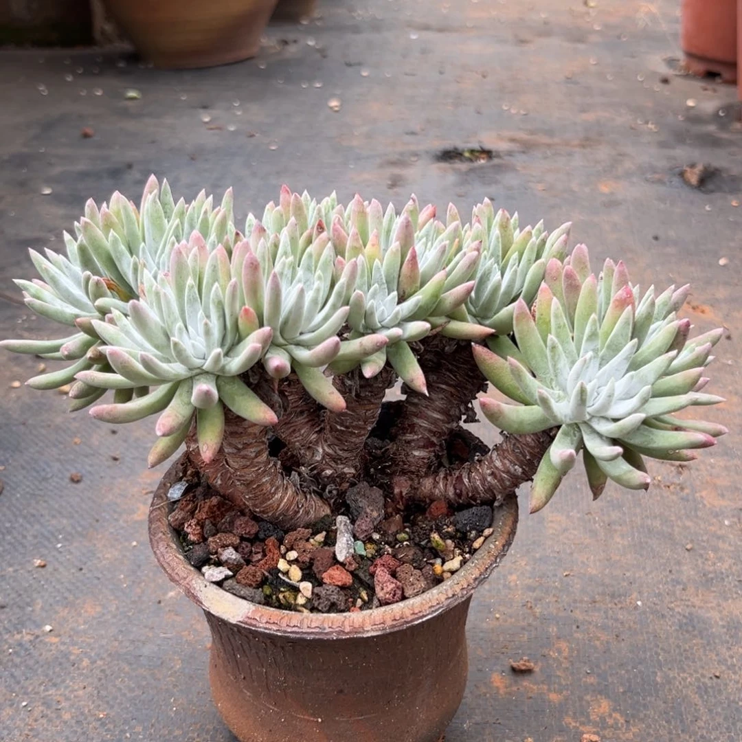 白露，仙女杯多肉。