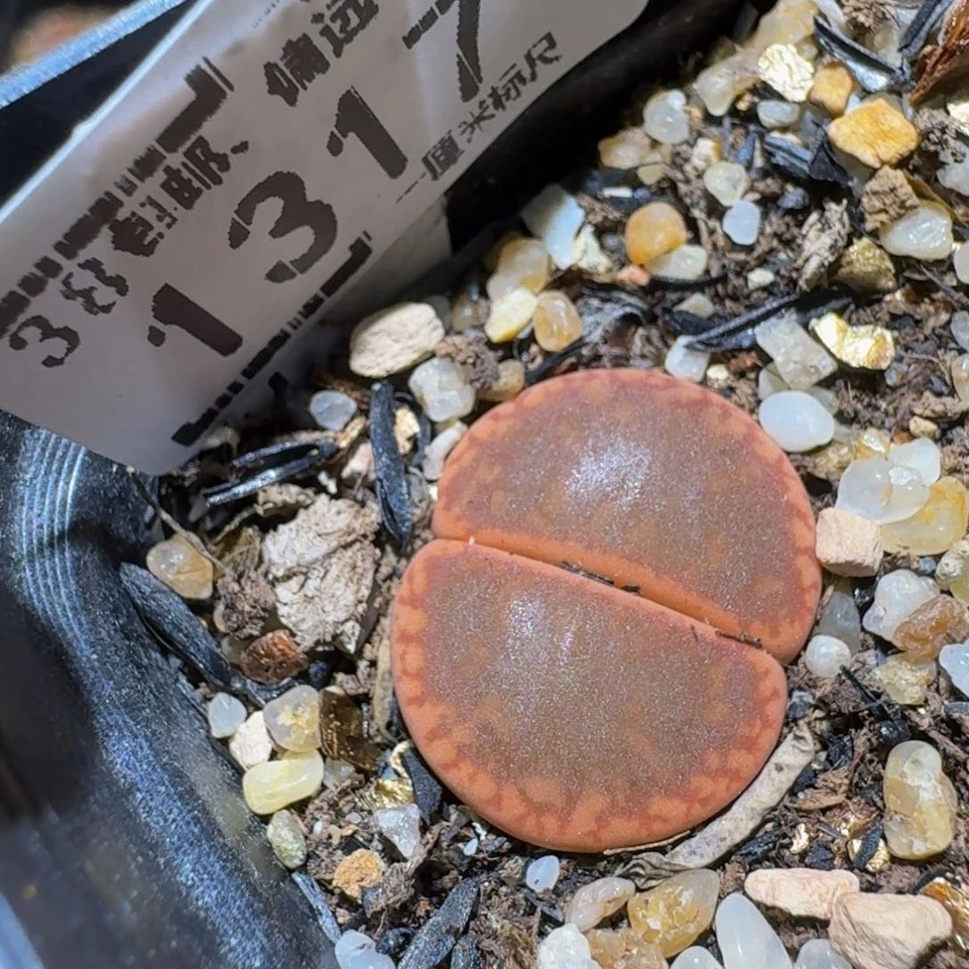 Ssss精品生石花1317