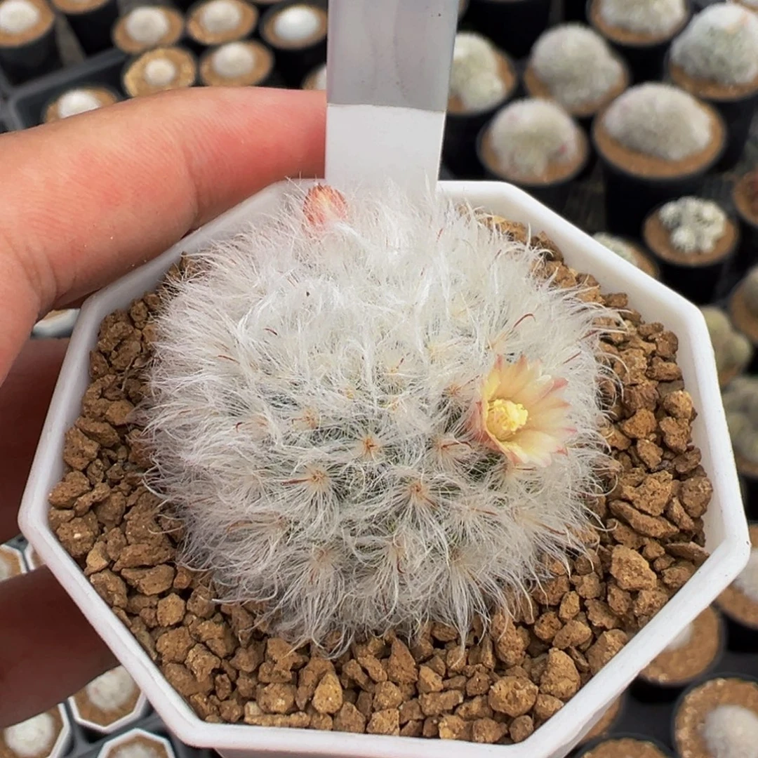 279实生根白云高砂多肉植物带盆土
