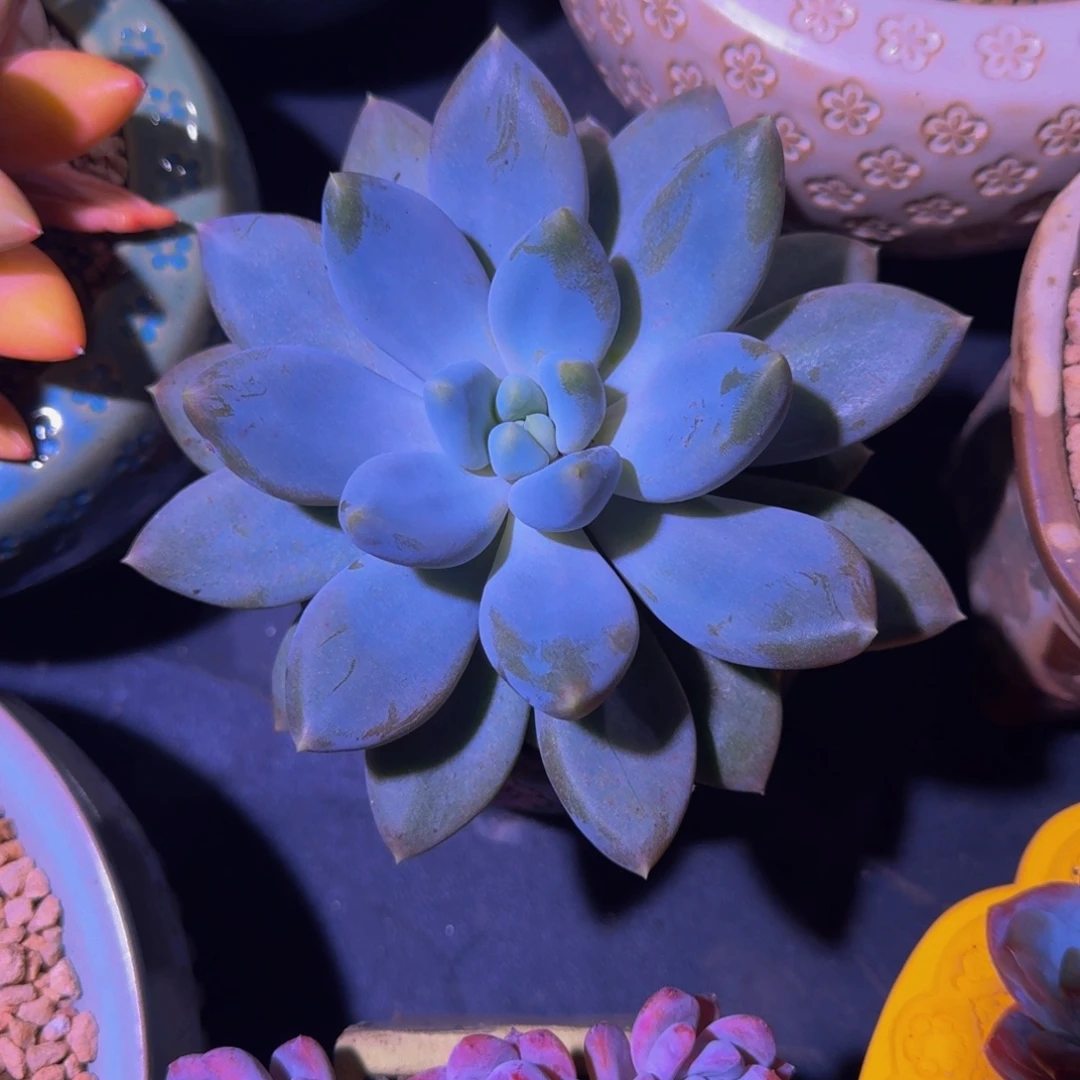 黄胖体 哥特 单头 一物一拍