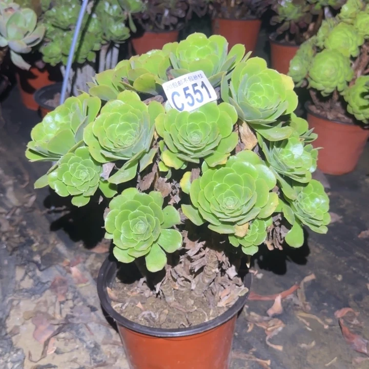 绿羊绒……多肉植物的