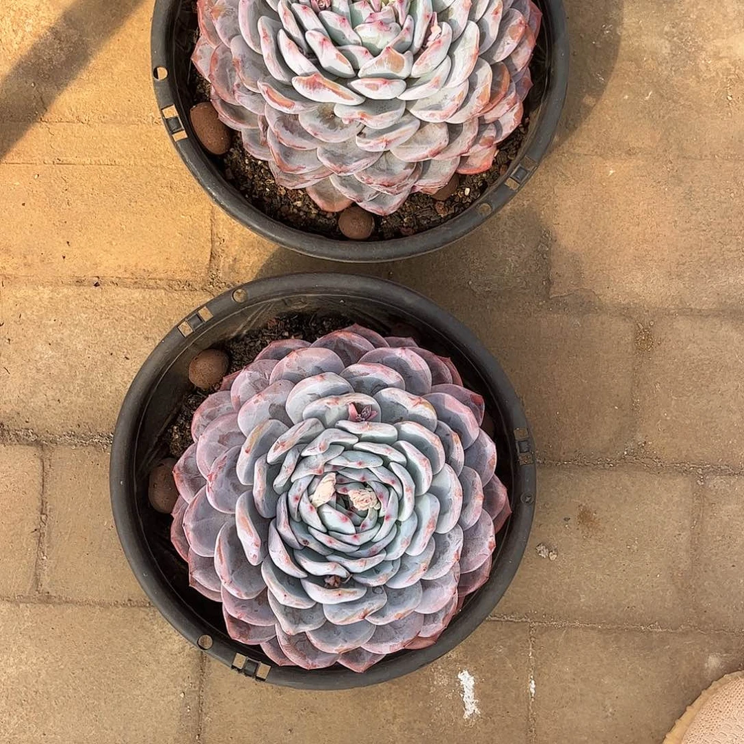 月*姐寄养链接的肉肉的