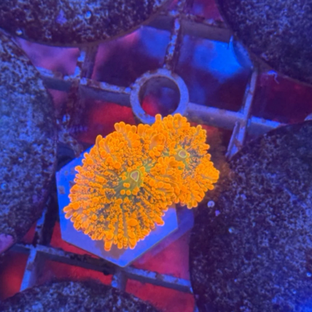 Yuma菇,珊瑚两头