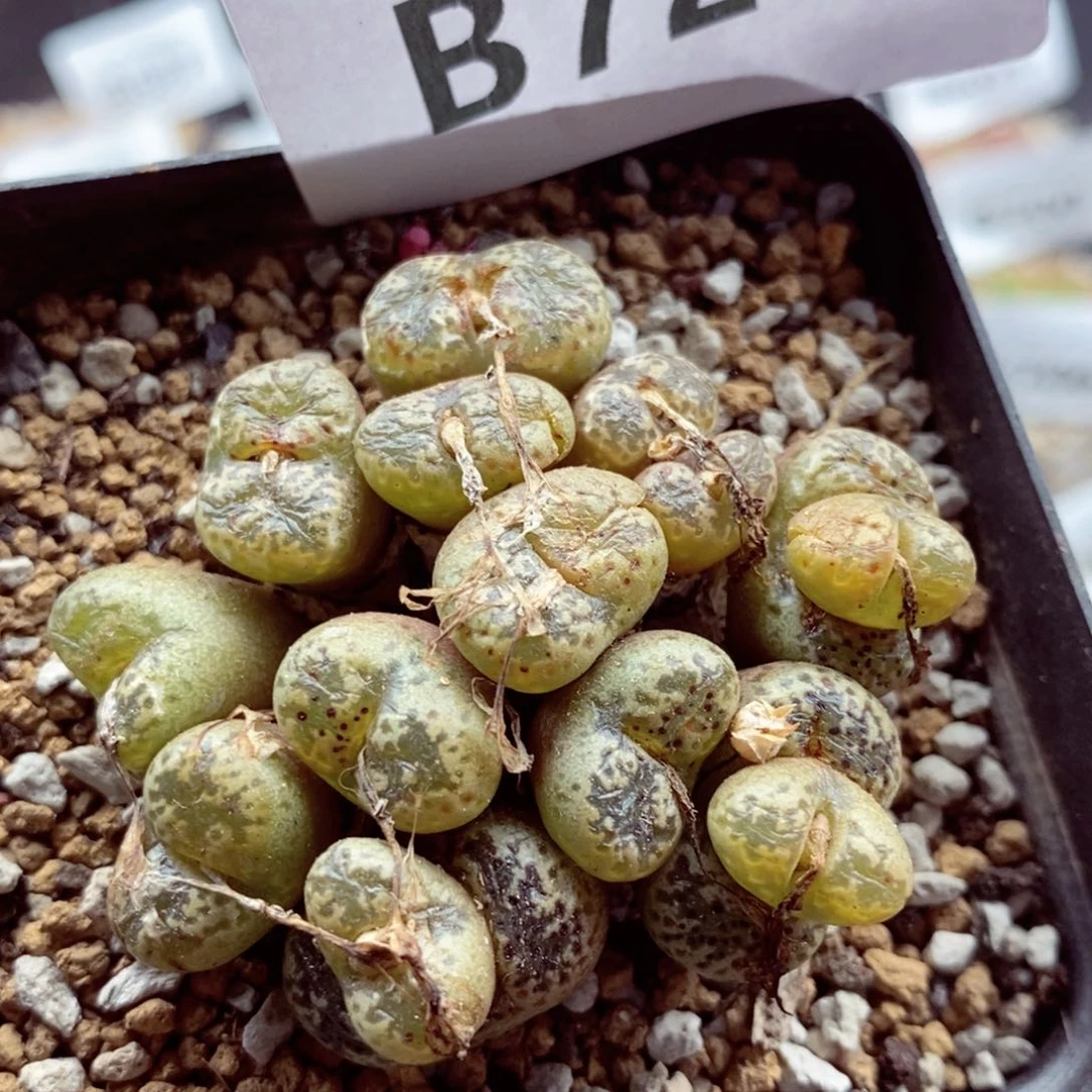 我的小姐姐们都是我721