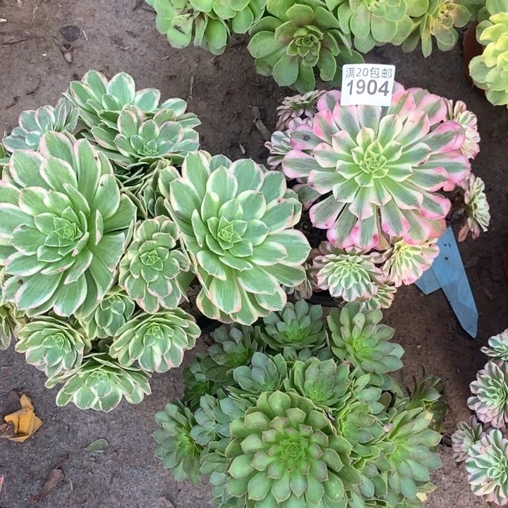 1904 三科法师多肉